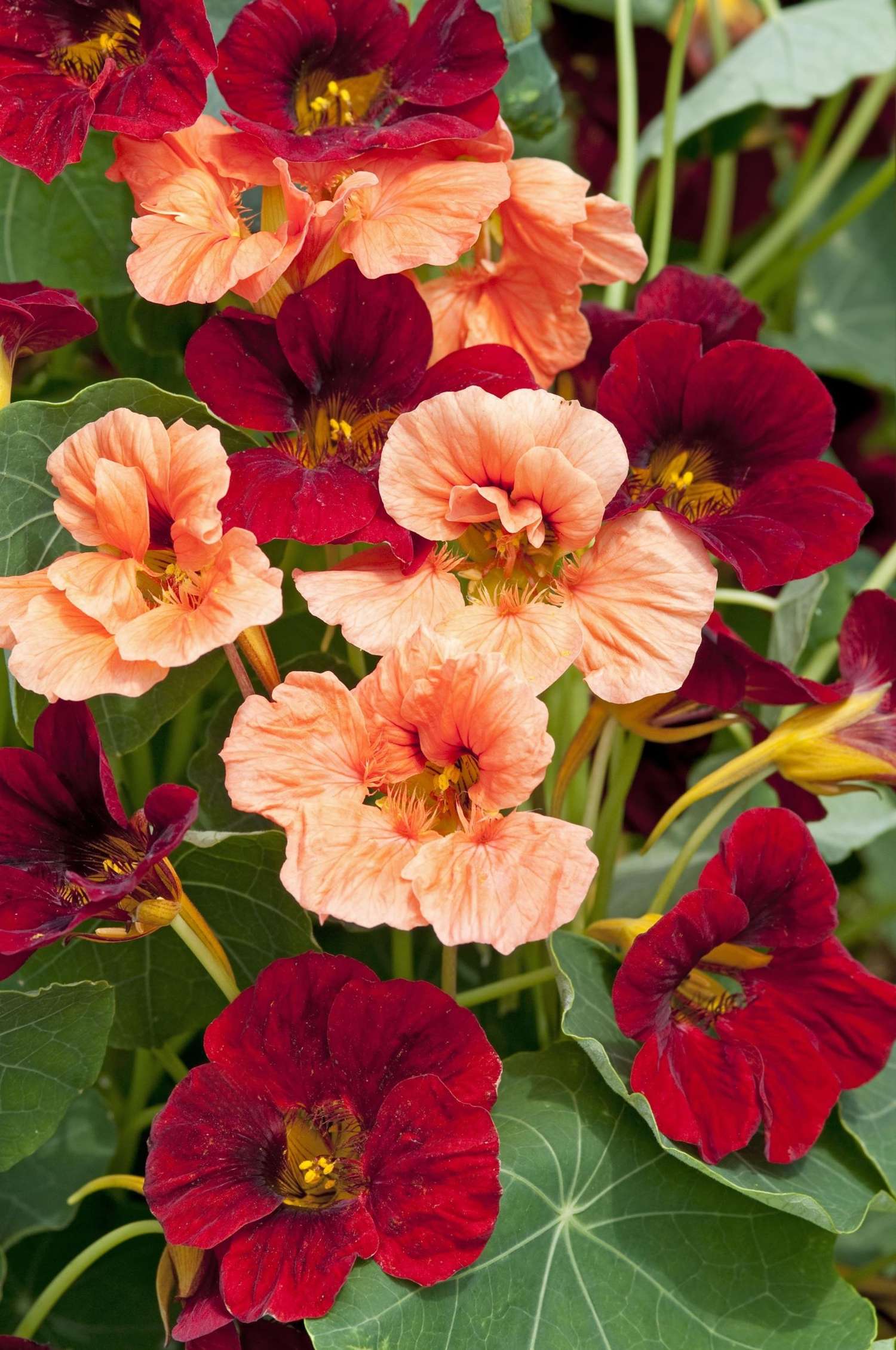 Capucine 'Sahin's Rumba' (graines)